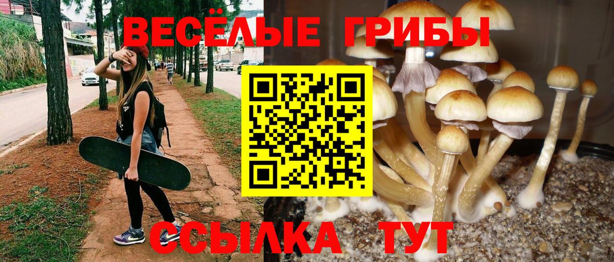 Псилоцибиновые грибы Cubensis Кимры